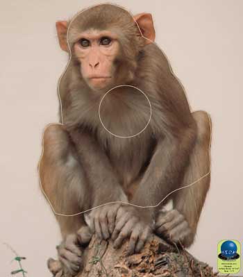 PA 213 Macaque