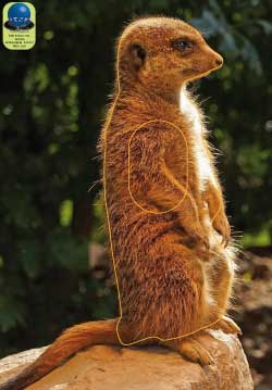 PA 105 Suricate