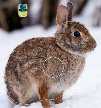 PA 552 Lapin