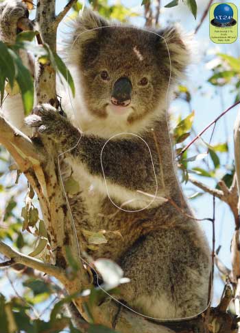 PA 176 Koala