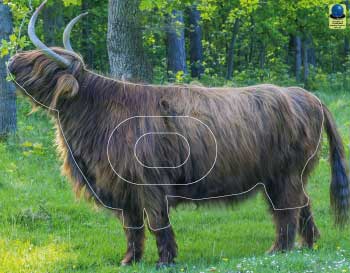 GG 151 Boeuf Hightland