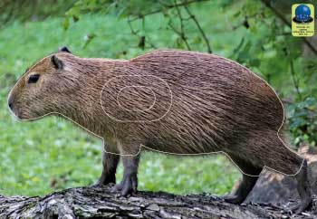 PG 203 Capybara