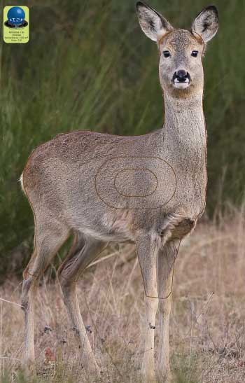 PG 183 Chevreuil