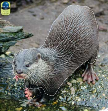 PA 261 Loutre