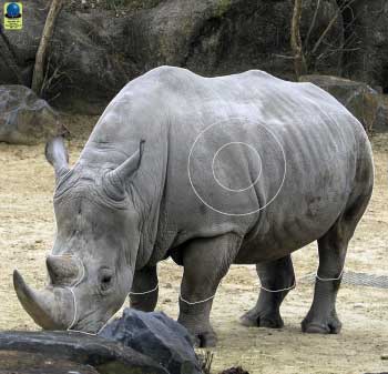 GG 325 Rhinocéros