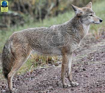 PG 204 Coyote