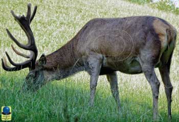 MG 280 Cerf