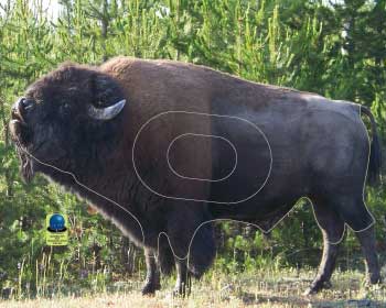 GG 579 Bison