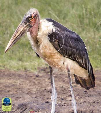 PA 202 Marabou