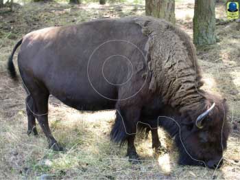 GG 148 Bison