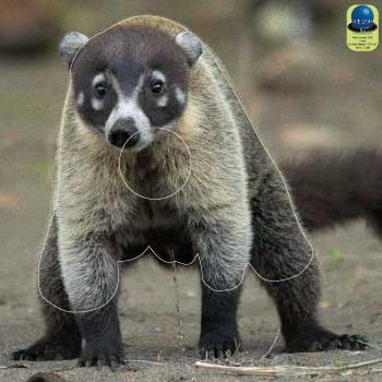 PA 353 Coati