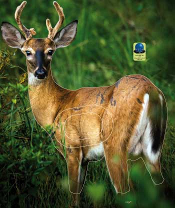 MG 582 Cerf