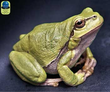 PA 67 Grenouille
