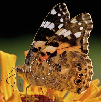 PA 523 Papillon
