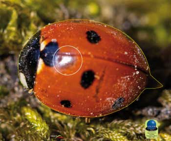 PA 514 Coccinelle