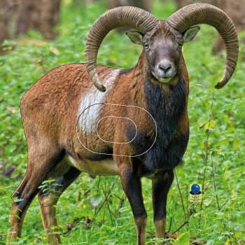 GG 568 Mouflon
