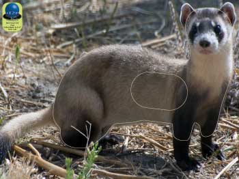 PA 305 Furet