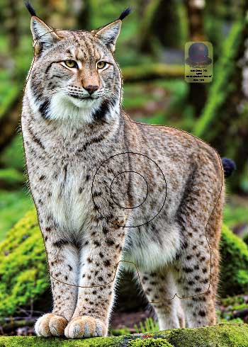PG 742 Lynx