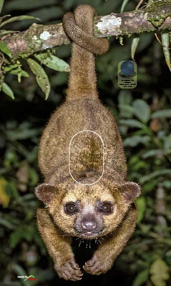 PA 722 Kinkajou