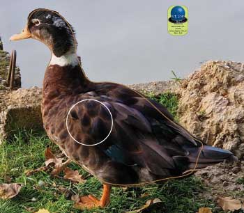PA 551 Canard