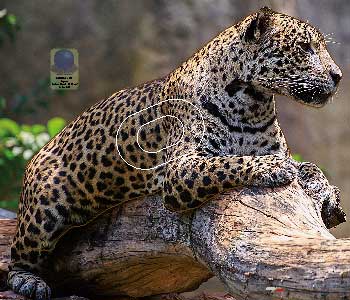 PG 731 Jaguar