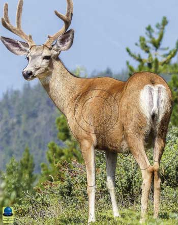 MG 118 Cerf