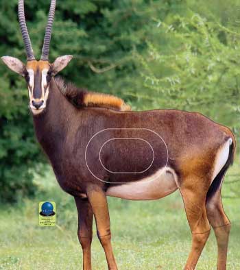 MG 111 Antilope