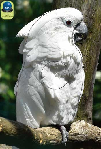 PA 210 Cacatoès