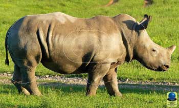 MG 232 Rhinocéros