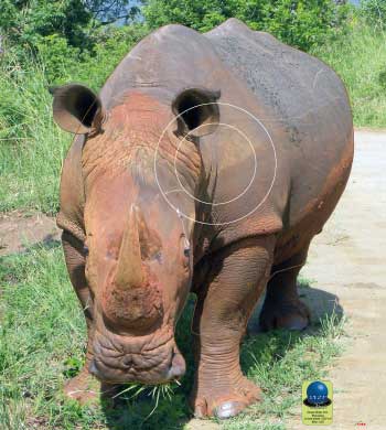 MG 533 Rhinocéros