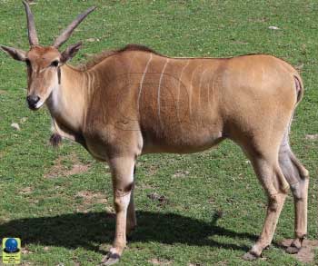 MG 112 Antilope