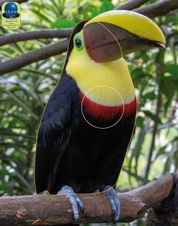 PA 109 Toucan