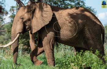 GG 158 Eléphant