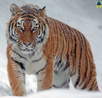 GG 327 Tigre