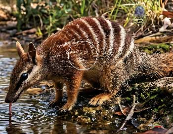PA 723 Numbat