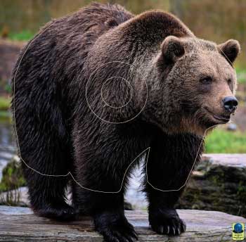 GG 223 Ours