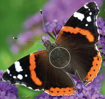 PA 522 Papillon
