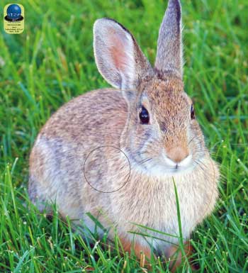 PA 406 Lapin
