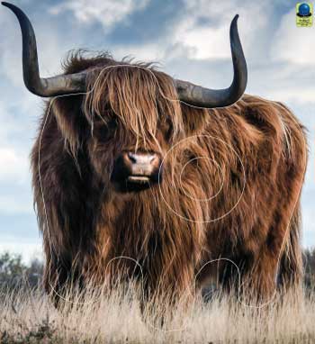 GG 288 Boeuf Hightland