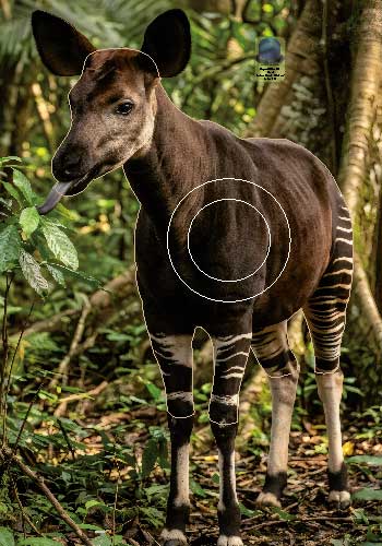MG 754 Okapi