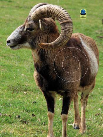 GG 569 Mouflon
