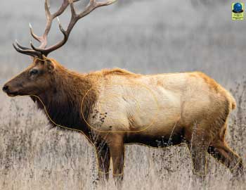 GG 155 Cerf