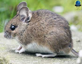 PA 304 Souris