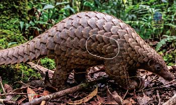 PA 726 Pangolin