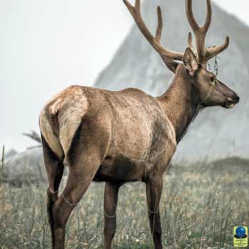 MG 371 Cerf
