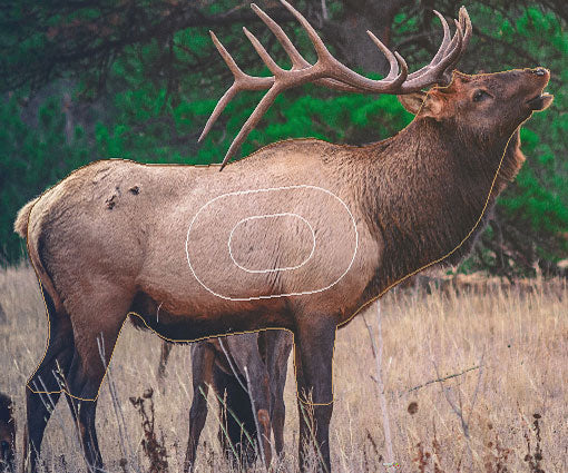 GG 648 Cerf