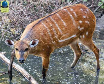 PA 182 Bongo