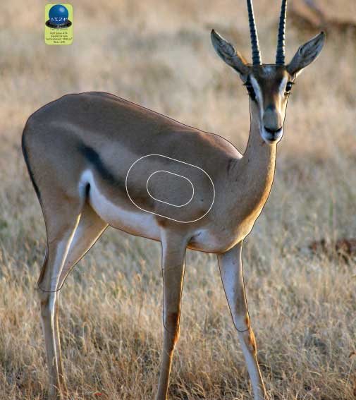 PG 479 Gazelle Dorcade