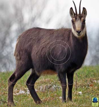 MG 227 Chamois