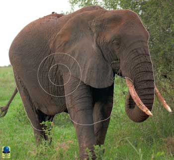 GG 388 Eléphant